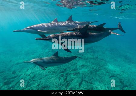 Hawaiianische Spinner Delfine schwimmen entlang der Kona Küste, Big Island Hawaii. Stockfoto