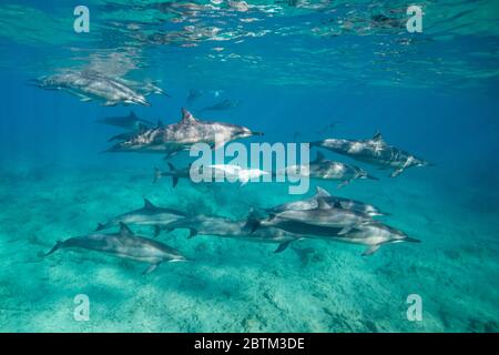 Hawaiianische Spinner Delfine schwimmen entlang der Kona Küste, Big Island Hawaii. Stockfoto