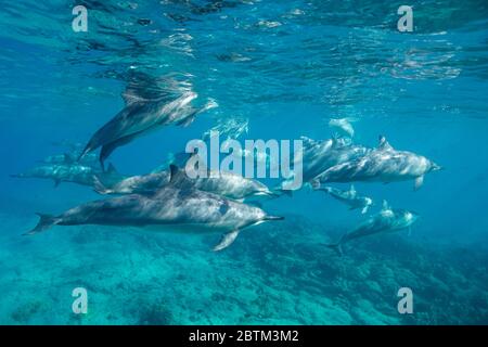 Hawaiianische Spinner Delfine schwimmen entlang der Kona Küste, Big Island Hawaii. Stockfoto