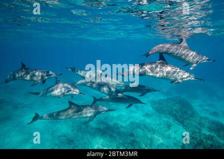 Hawaiianische Spinner Delfine schwimmen entlang der Kona Küste, Big Island Hawaii. Stockfoto