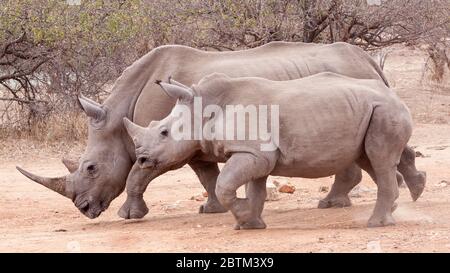 Eine Erwachsene White Rhino Hündin mit ihrem sub-erwachsenen Kalb Kruger Park Südafrika Stockfoto