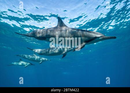 Hawaiianische Spinner Delfine schwimmen entlang der Kona Küste, Big Island Hawaii. Stockfoto