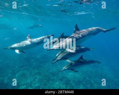 Hawaiianische Spinner Delfine schwimmen entlang der Kona Küste, Big Island Hawaii. Stockfoto