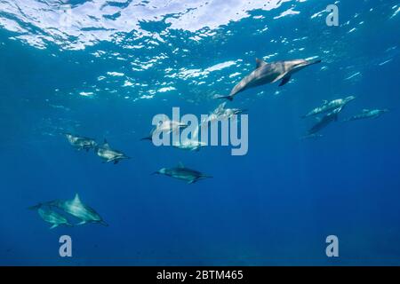 Hawaiianische Spinner Delfine schwimmen entlang der Kona Küste, Big Island Hawaii. Stockfoto