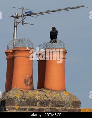 Wimbledon, London, Großbritannien. 27 Mai 2020. Eine Amsel auf Schornsteinspitzen thront beobachtet den Sonnenaufgang am 65. Tag der Coronavirus-Sperrung. Quelle: Malcolm Park/Alamy Live News. Stockfoto