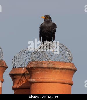 Wimbledon, London, Großbritannien. 27 Mai 2020. Eine Amsel auf Schornsteinspitzen thront beobachtet den Sonnenaufgang am 65. Tag der Coronavirus-Sperrung. Quelle: Malcolm Park/Alamy Live News. Stockfoto