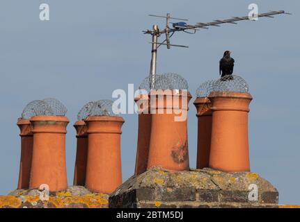 Wimbledon, London, Großbritannien. 27 Mai 2020. Eine Amsel auf Schornsteinspitzen thront beobachtet den Sonnenaufgang am 65. Tag der Coronavirus-Sperrung. Quelle: Malcolm Park/Alamy Live News. Stockfoto