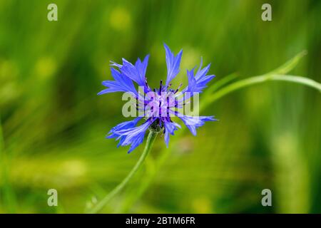 Centaurea Cyanus, allgemein bekannt als Kornblume oder Schaltfläche "bachelor's" Stockfoto