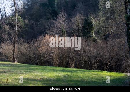 Wiese mit Haselnusspflanzen in der Nähe von Cassinasco, Langhe, Piemont, Italien Stockfoto