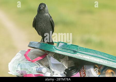 WIMBLEDON LONDON, GROSSBRITANNIEN. 27 Mai 2020. Ein Blackbird auf einem Mülltonne, die mit Müll und Verbrauchsgütern gefüllt ist, die von Menschen, die die Natur auf Wimbledon Common genießen verlassen. Kredit: amer Ghazzal/Alamy Live News Stockfoto