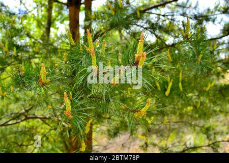 Blühende Knospen von Kiefernzapfen in der Nähe und grüne Nadeln auf den Zweigen einer Kiefer im Sonnenlicht. Konzept der Natur Hintergrund. Stockfoto