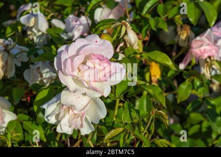Ansicht einer blühenden weißen Rose Blume Köpfe auf einem Hintergrund von grünem Laub Stockfoto