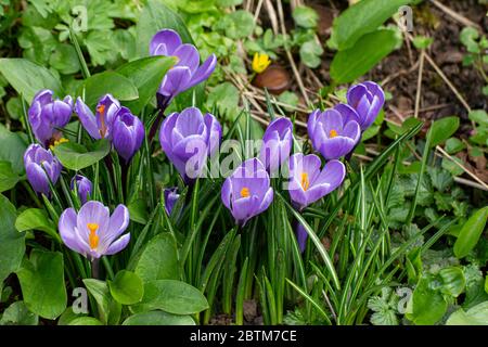 Nahaufnahme des violetten Safran-Krokus im Frühjahr Stockfoto