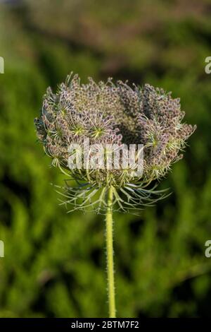 Wildkarotte Blütenkopf mit Samen schließen auf einem Hintergrund von grünen Blättern. Daucus carota Stockfoto