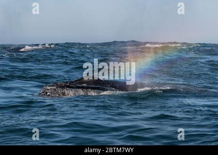 Buckelwale füttern Plankton, das durch den Benguela-Strom, Atlantischer Ozean, Südafrika, eingebracht wurde. Stockfoto