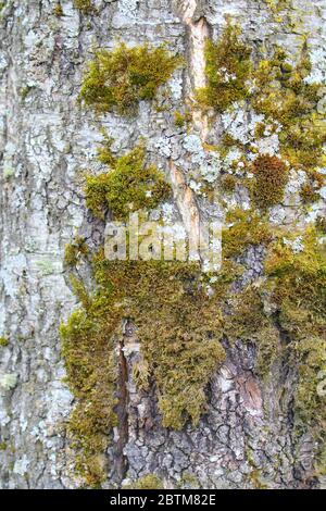 Alte Birkenrinde mit grünem Moos aus der Nähe. Alte rissige Holzrinde Textur. Baumstamm. Makro Holz Hintergrund natürliches Muster. Stockfoto