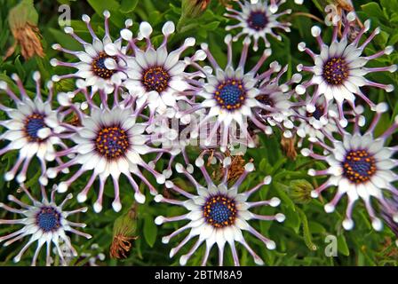 Nahaufnahme von osteospermum fruticosum Stockfoto