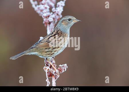 Dunnock (Prunella modularis), Erwachsener auf einem frostbedeckten Stängel, Kampanien, Italien Stockfoto