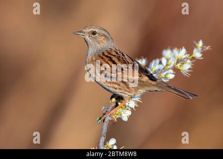 Dunnock (Prunella modularis), Erwachsener auf einem Blackthorn Zweig, Kampanien, Italien Stockfoto