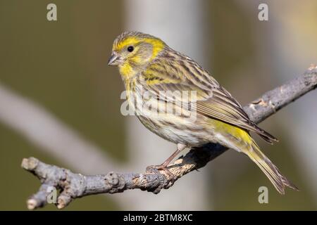 Europäischer Serin (Serinus serinus), Seitenansicht eines erwachsenen Männchens auf einem Zweig, Kampanien, Italien Stockfoto