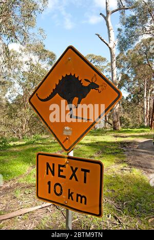 Lustige Känguru Zeichen in den Wäldern, Australien Stockfoto