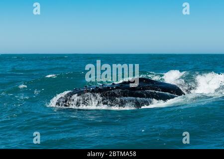 Buckelwale füttern Plankton, das durch den Benguela-Strom, Atlantischer Ozean, Südafrika, eingebracht wurde. Stockfoto