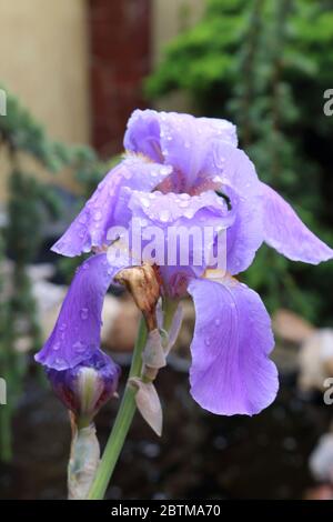 Iris Kaiser (lat. Iris germanica Imperator) Stockfoto