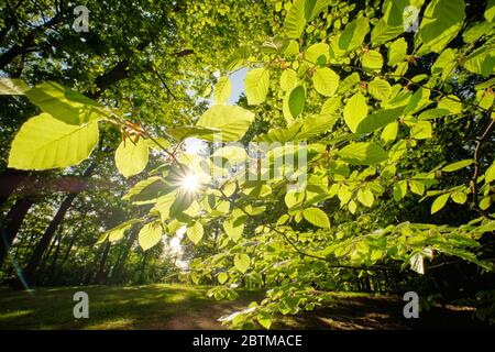 Abendsonne scheint zwischen schönen frischen grünen Buchenblättern an einem sonnigen Frühlingsabend in Deutschland im Mai. Stockfoto
