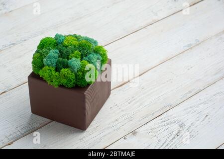 Generisches Konzept Bild von dekorativem Moos. Verwendet für die Innenarchitektur, organische frische Wohn- oder Büroflächen, grünes Wohnen oder Präsentationen, Broschüren. Stockfoto