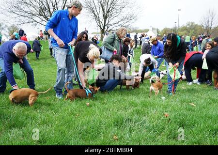 Festival-Atmosphäre bei der 'EASTER EGG HUNT FOR PETS' in Saint Louis Town- MO, USA Stockfoto