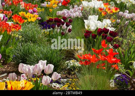 Farbenfrohe Blumenbeete mit Tulpen in verschiedenen Farben und anderen Frühlingsblumen Stockfoto