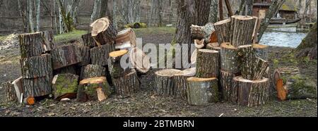 Frische Schnitte aus Holz Ahorn und Espenholz in großen Haufen. Wolkiger Frühlingstag im Freien Panoramalandschaft Stockfoto