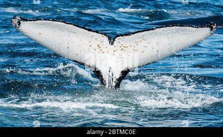 schwanzflosse eines Buckelwals, der sich von Plankton ernährt, das durch den Benguela-Strom entlang der Westküste Südafrikas aufgezogen wurde. Stockfoto