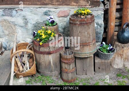 Die ersten zarten gelben Frühlingsnarziss und Stiefmütterchen blühen in der Nähe eines ländlichen Hauses. Sonniger Tag im Freien Makro Stockfoto