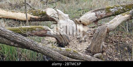 Große Tierbiber nagen an Espen, um sich von Ästen und Rinde Panoramalandschaft zu ernähren Stockfoto