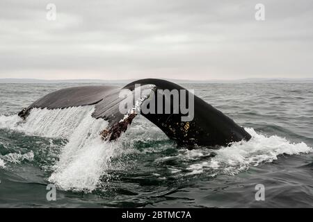 schwanzflosse eines Buckelwals, der sich von Plankton ernährt, das durch den Benguela-Strom entlang der Westküste Südafrikas aufgezogen wurde. Stockfoto