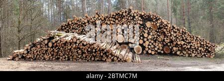 Großer Stapel von frischen Schnittholz aus Kiefernholz im Wald. Sonniger Frühling Apriltag Panoramalandschaft Stockfoto