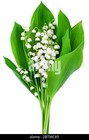 Maiglöckchen Blumenstrauß auf weißem Hintergrund isoliert aus nächster Nähe, schöne zarte Maiglöckchen Blumen Bündel mit grünen Blättern, convallaria Stockfoto