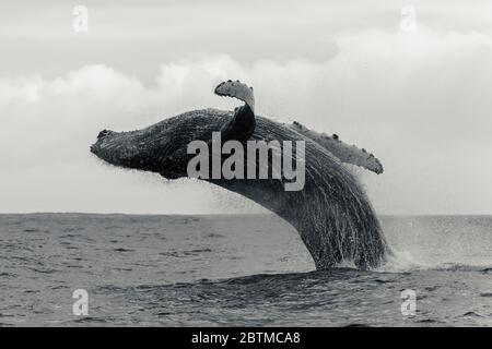 Buckelwal-Breaching, Atlantischer Ozean, Westküste Südafrikas, nahe Langebaan. Stockfoto