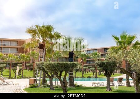 Gärtner, im Hotel, schneiden alte Blätter von Palmen, setzen Bäume und einen Garten in Ordnung. Stockfoto