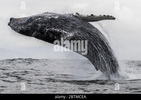 Buckelwal-Breaching, Atlantischer Ozean, Westküste Südafrikas, nahe Langebaan. Stockfoto