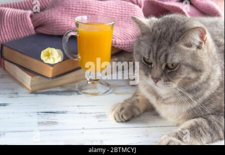 Ein Glas Orangensaft, alte Bücher und graue schottische Katze. Freier Speicherplatz. Stockfoto