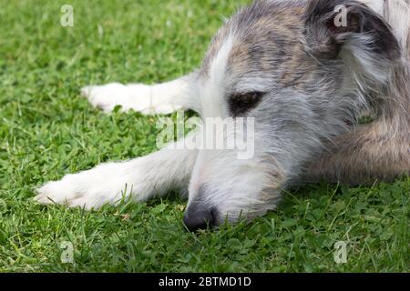 Lurcher Dog liegt im Liegen Stockfoto