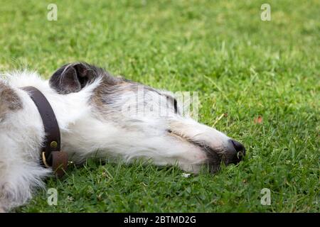 Lurcher Dog liegt im Liegen Stockfoto