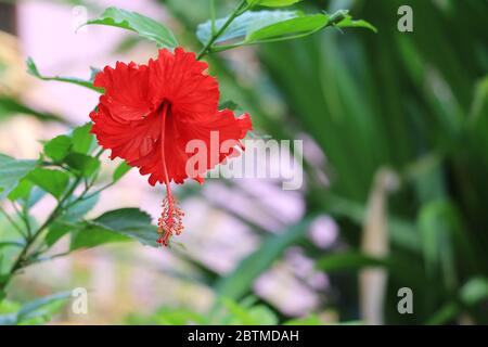 Nahaufnahme von häuslicher Hibiskus rote Blume zitternd aus dem Wind durch Sommer heiße Welle in den rajsthen Stockfoto