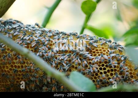 Nahaufnahme des Bienenstocks mit Honigbiene auf dem Baum Stockfoto