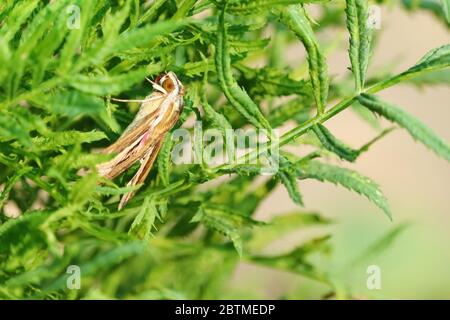 Nahaufnahme des Nachtgartenschmetterlings, der morgens auf Ringelblume Pflanze sitzt Stockfoto