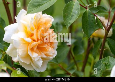 Rosa Champagner Moment oder 'Korvanaber'. Röte Aprikosenmitte, die mit dem Alter verblasst. Rose Cottage Garden. Stockfoto