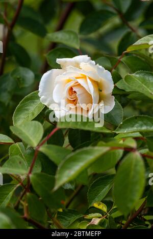 Rosa Champagner Moment oder 'Korvanaber'. Röte Aprikosenmitte, die mit dem Alter verblasst. Rose Cottage Garden. Stockfoto