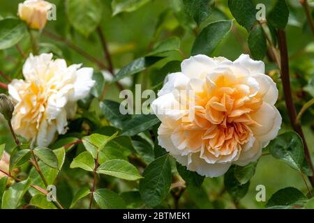 Rosa Champagner Moment oder 'Korvanaber'. Röte Aprikosenmitte, die mit dem Alter verblasst. Rose Cottage Garden. Stockfoto